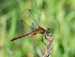 Attēlu rezultāti vaicājumam “Sympetrum”