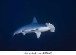 Image result for Sphyrna lewini