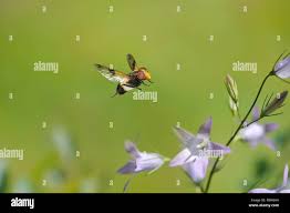 Attēlu rezultāti vaicājumam “Mesembrina meridiana”