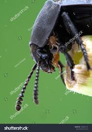 Attēlu rezultāti vaicājumam “Poecilochirus sp.”
