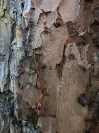 Attēlu rezultāti vaicājumam “Nothorhina punctata”