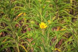 Image result for Inula hirta