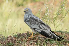 Attēlu rezultāti vaicājumam “Circus pygargus”