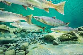 Image result for Salmo dentex