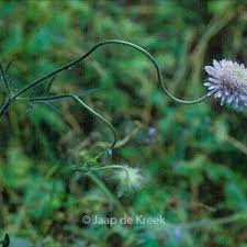 Attēlu rezultāti vaicājumam “Knautia arvensis leaf”