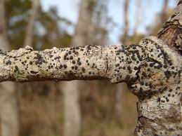 Attēlu rezultāti vaicājumam “Lecidella elaeochroma”