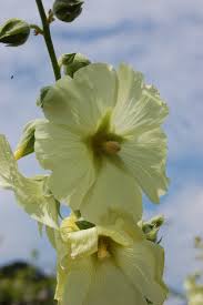 Image result for Alcea rugosa