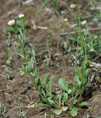 Attēlu rezultāti vaicājumam “Erigeron annuus leaf”