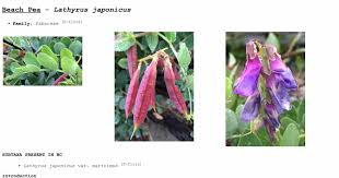 Attēlu rezultāti vaicājumam “Lathyrus japonicus subsp. maritimus flower”