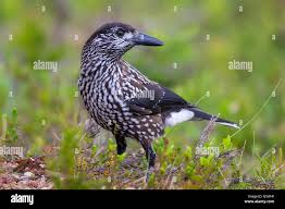 Image result for Nucifraga caryocatactes