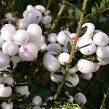 Attēlu rezultāti vaicājumam “Gaultheria cuneata”