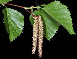 Attēlu rezultāti vaicājumam “Betula”