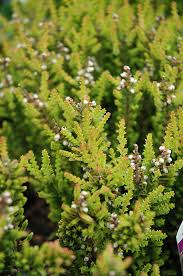 Attēlu rezultāti vaicājumam “Calluna vulgaris leaf”