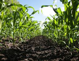 Image result for Mais