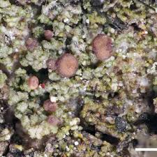 Attēlu rezultāti vaicājumam “Arthonia vinosa”