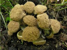 Attēlu rezultāti vaicājumam “Asterophora lycoperdoides”