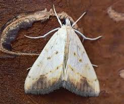 Attēlu rezultāti vaicājumam “Evergestis extimalis”