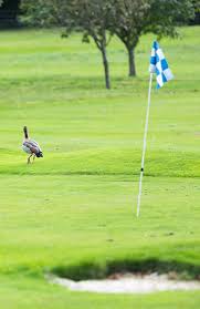 Image result for Stoke Poges Lawn Tennis Club