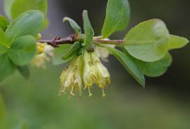 Attēlu rezultāti vaicājumam “Lonicera caerulea var. pallasii”