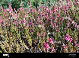 Attēlu rezultāti vaicājumam “Ericaceae”