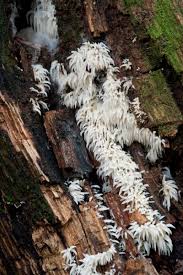 Attēlu rezultāti vaicājumam “Mucronella bresadolae”