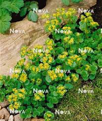 Attēlu rezultāti vaicājumam “Chrysosplenium alternifolium”