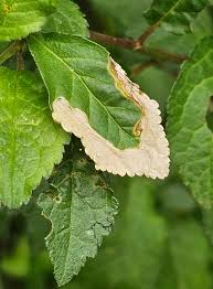 Attēlu rezultāti vaicājumam “Lyonetia prunifoliella”