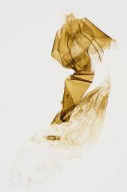 Attēlu rezultāti vaicājumam “Rusina ferruginea female”