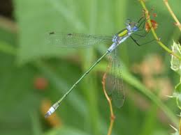 Attēlu rezultāti vaicājumam “Lestidae”