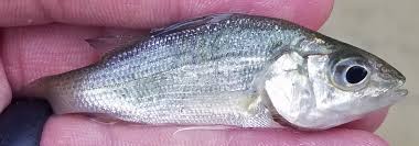 Image result for Morone americana