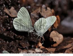 Attēlu rezultāti vaicājumam “Leptidea sinapis”