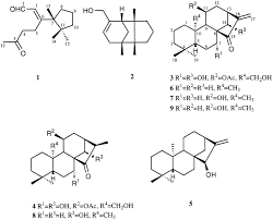 Attēlu rezultāti vaicājumam “Jungermannia sphaerocarpa”