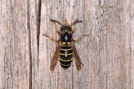 Attēlu rezultāti vaicājumam “Dolichovespula media”