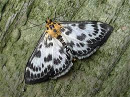 Attēlu rezultāti vaicājumam “Anania hortulata”