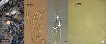 Attēlu rezultāti vaicājumam “Ciboria amentacea”
