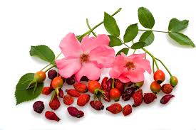 Image result for Rosa canina