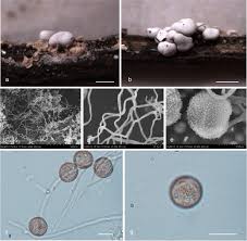 Attēlu rezultāti vaicājumam “Diderma chondrioderma spores”