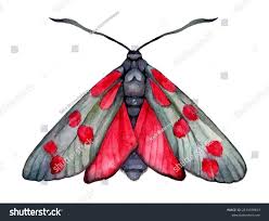 Attēlu rezultāti vaicājumam “Zygaena cocoon”