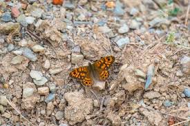 Attēlu rezultāti vaicājumam “Lasiommata megera male”