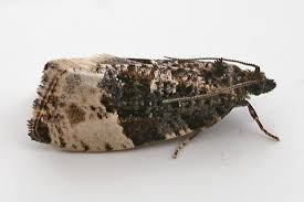 Attēlu rezultāti vaicājumam “Tortricidae”