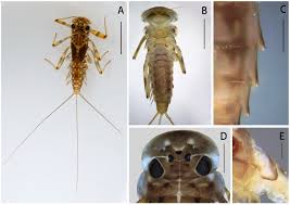 Attēlu rezultāti vaicājumam “Ephemeroptera larvae”