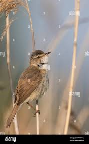 Image result for Acrocephalus agricola