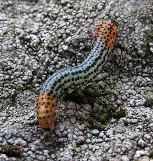 Attēlu rezultāti vaicājumam “Nematus salicis”