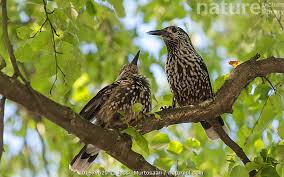 Image result for Nucifraga caryocatactes