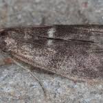 Attēlu rezultāti vaicājumam “Apomyelois bistriatella”