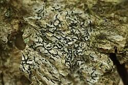 Attēlu rezultāti vaicājumam “Alyxoria varia”