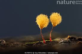 Attēlu rezultāti vaicājumam “Hemitrichia calyculata”