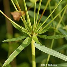 Attēlu rezultāti vaicājumam “Euphorbia virgata leaf”