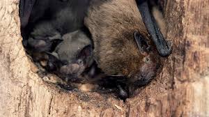 Attēlu rezultāti vaicājumam “Pipistrellus pygmaeus”