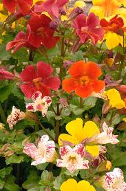 Image result for Mimulus x hybrida